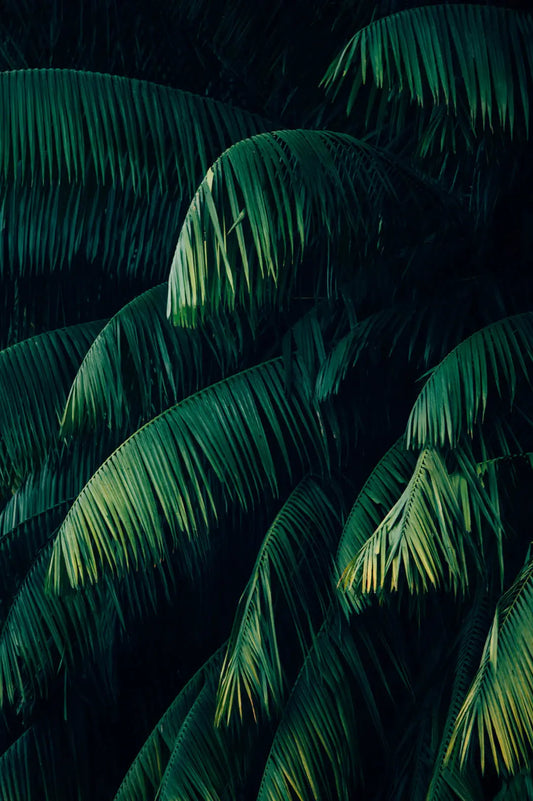 Unraveling the Protein Puzzle Plant-Based Proteins vs. Animal Proteins